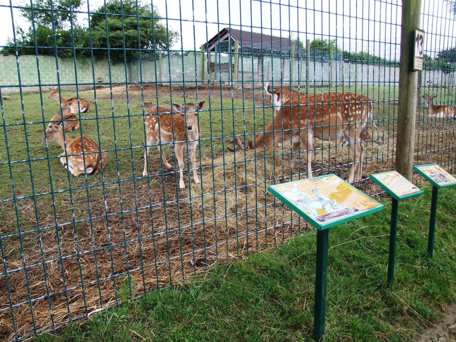 European Fallow Deer at Santillana del Mar, 13/06/15