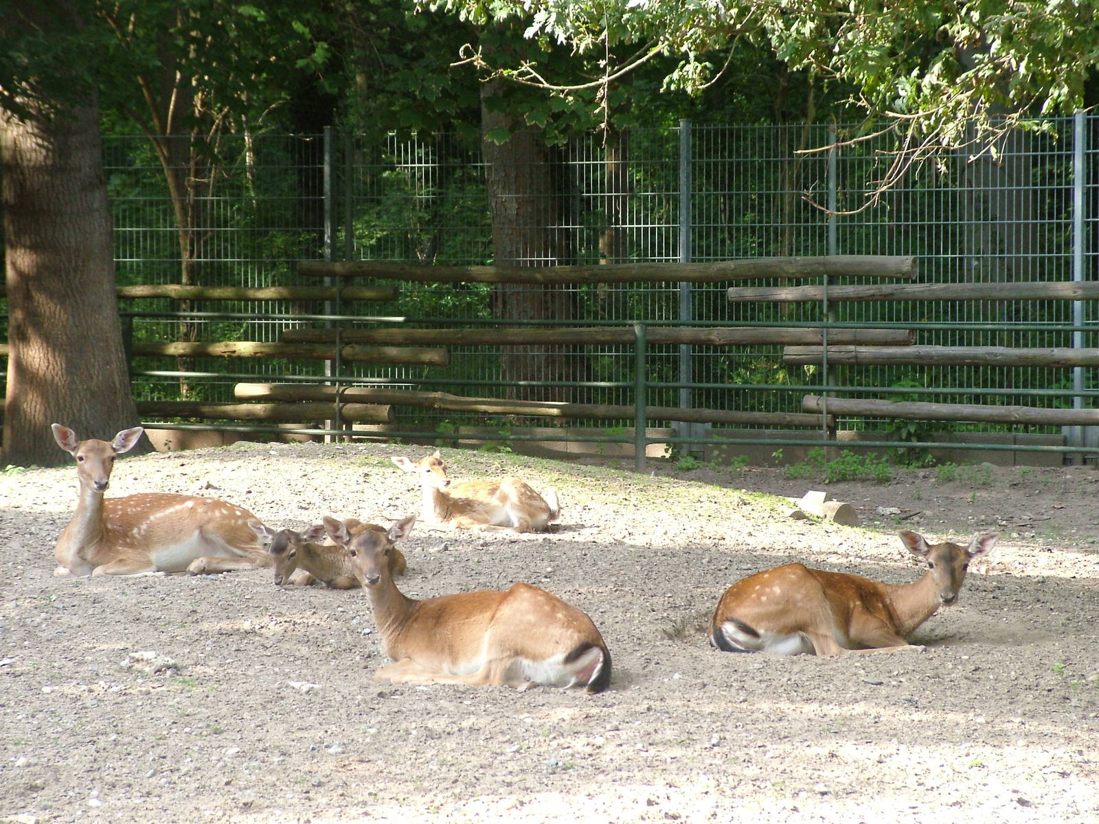 European Fallow Deer at Vogelpark Leopoldshafen, 03/09/10
