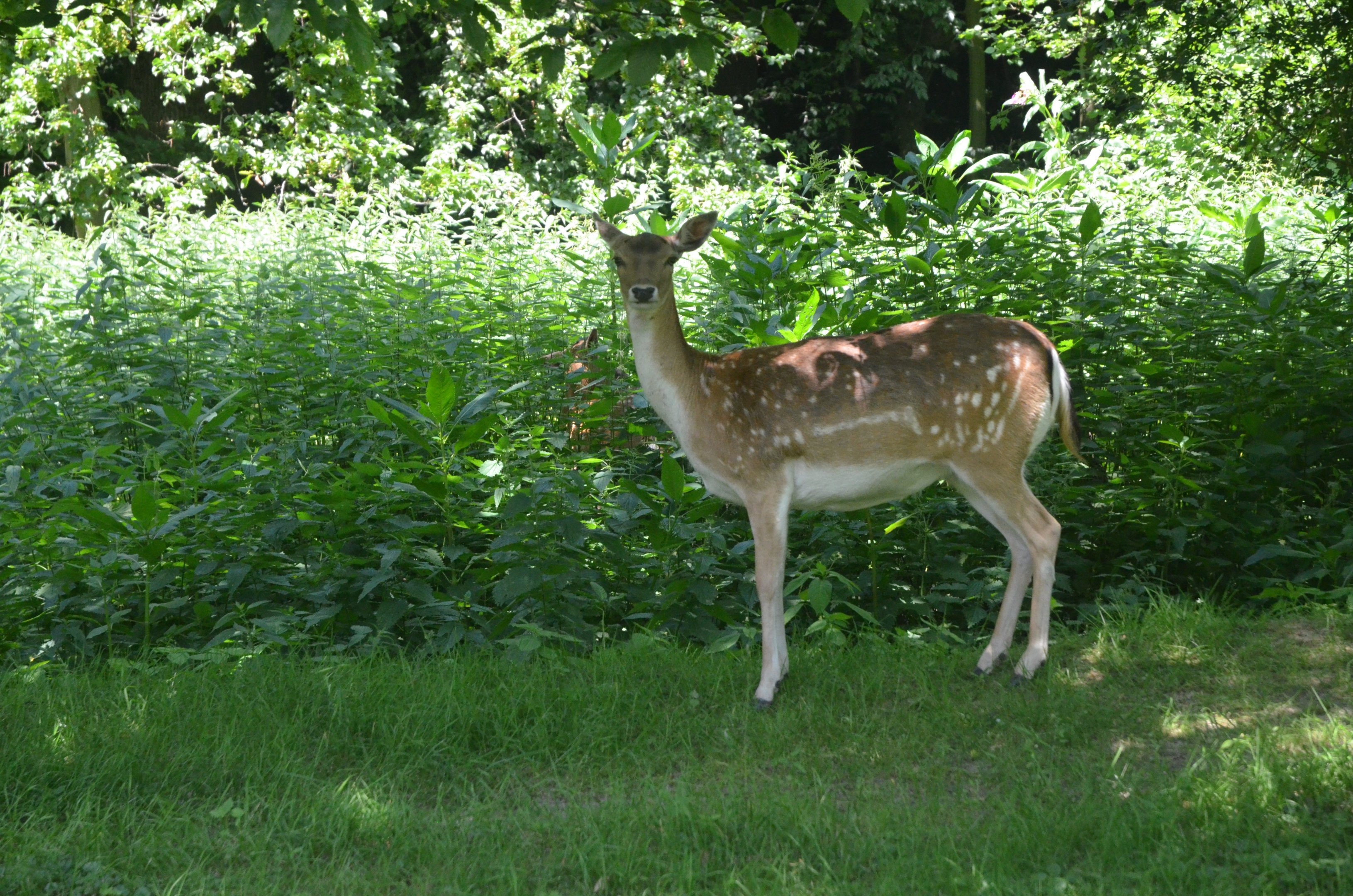 European Fallow Deer at Wildpark Grafenberger Wald, 23/06/2019