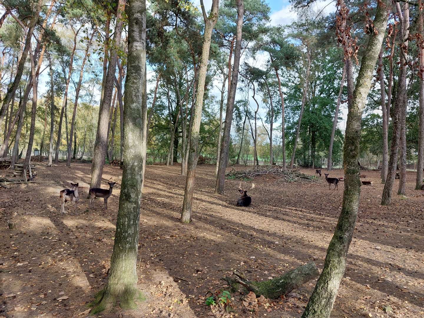 European fallow deer (black morph)
