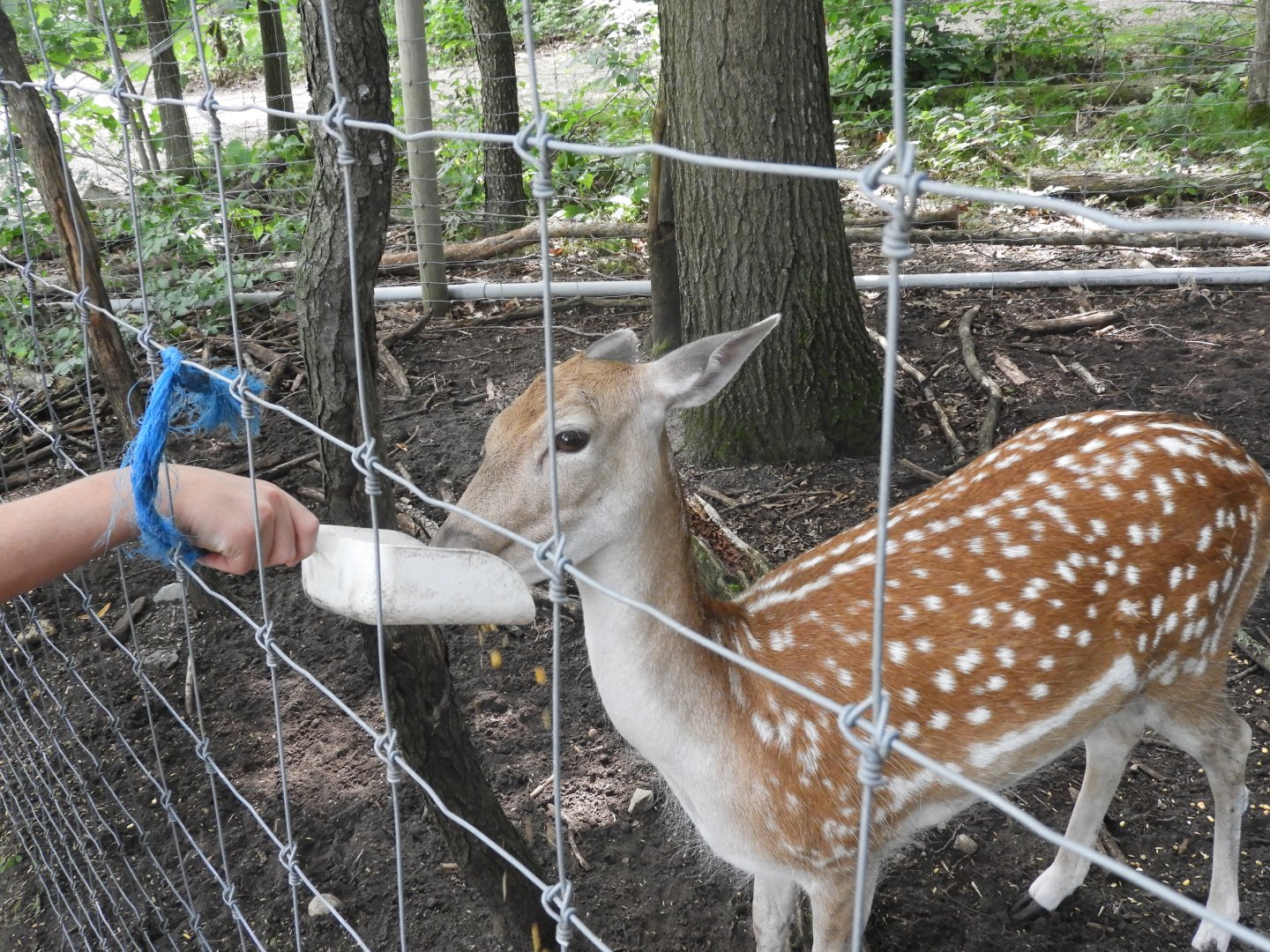 European Fallow Deer (Dama dama) being fed