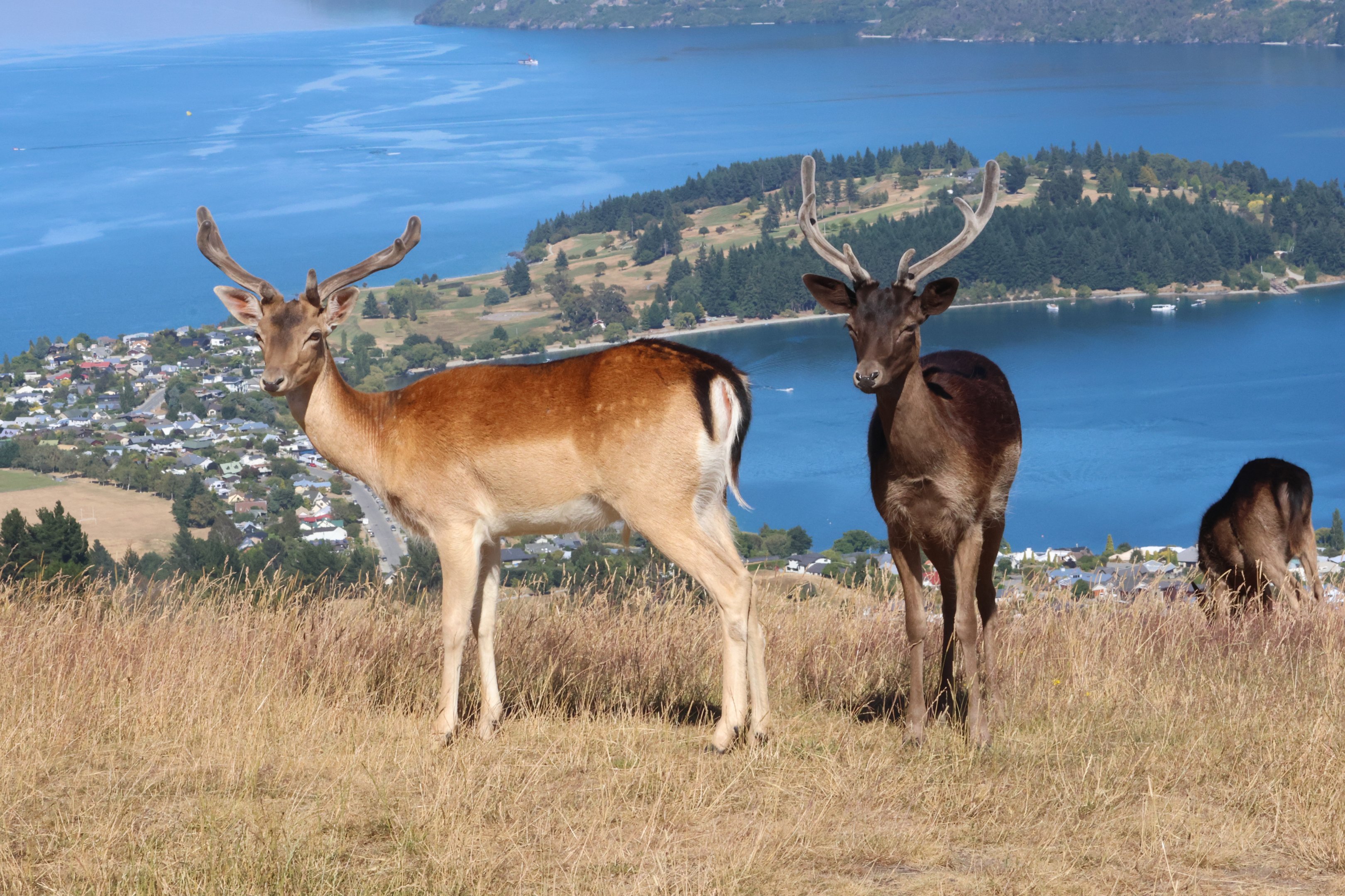 European Fallow Deer (Dama dama), Deer Park Heights (Queenstown)
