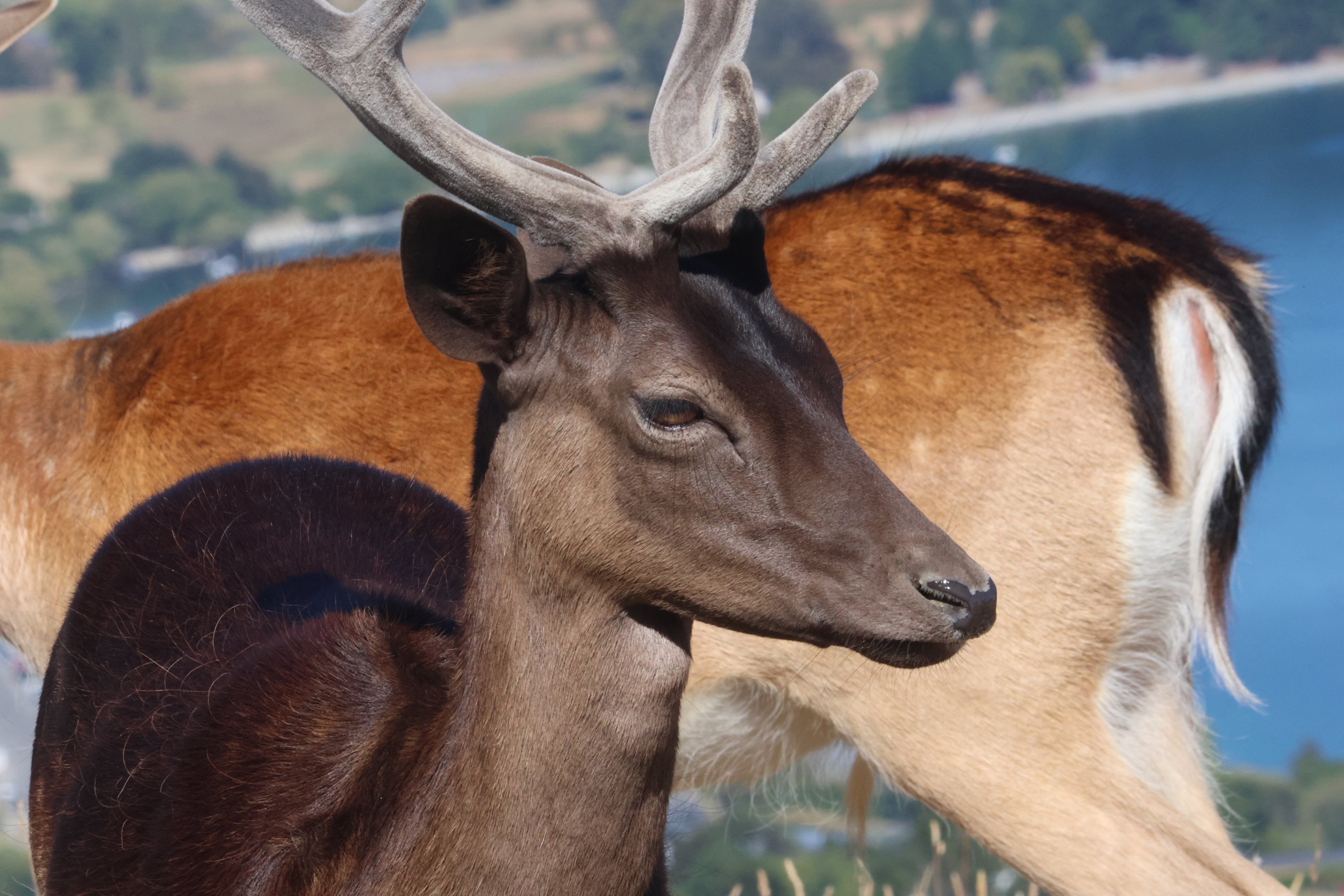 European Fallow Deer (Dama dama), Deer Park Heights (Queenstown)