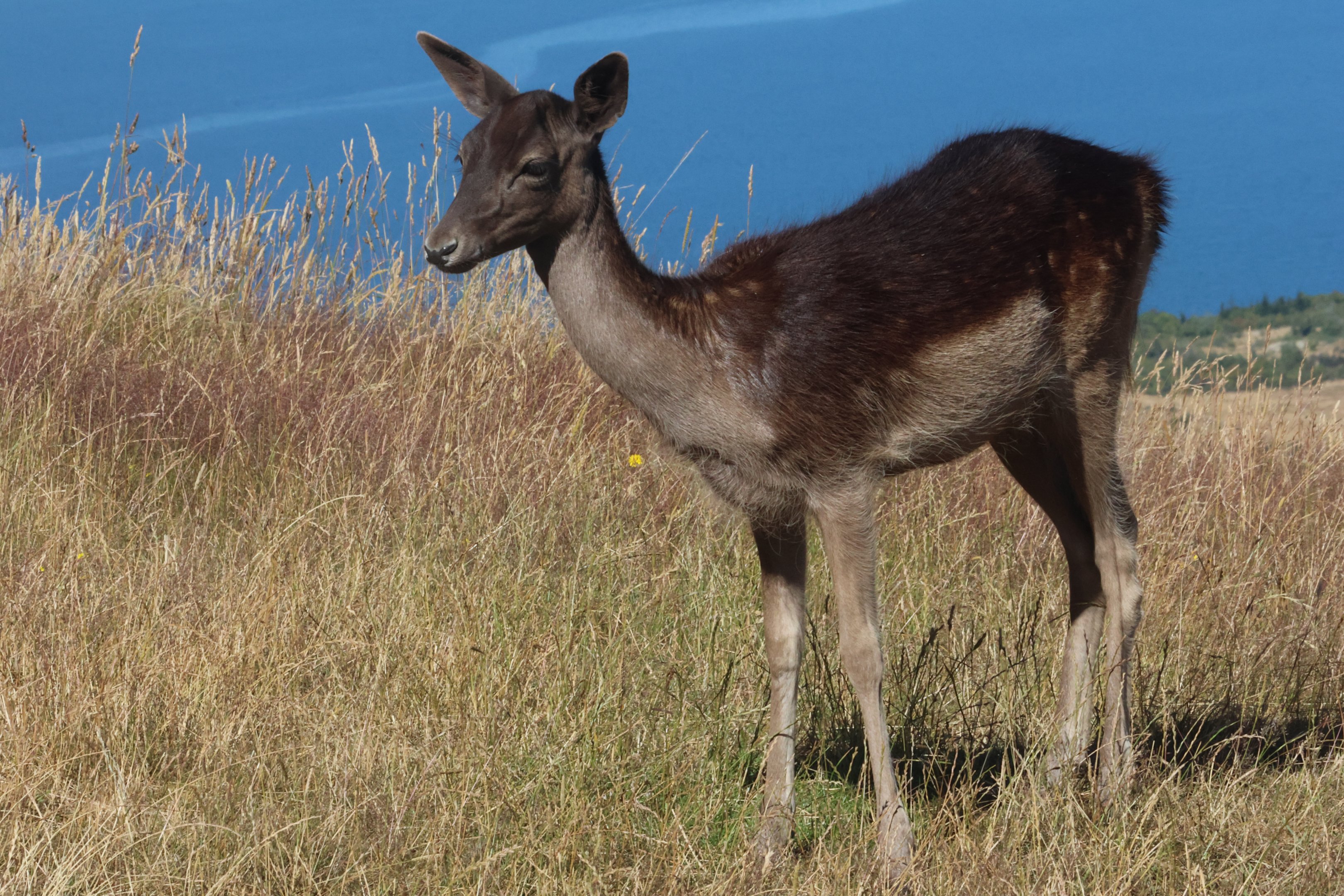European Fallow Deer (Dama dama) fawn, Deer Park Heights (Queenstown)