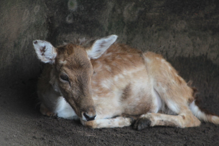 European fallow deer (Dama dama) - Maharani Zoo & Goa