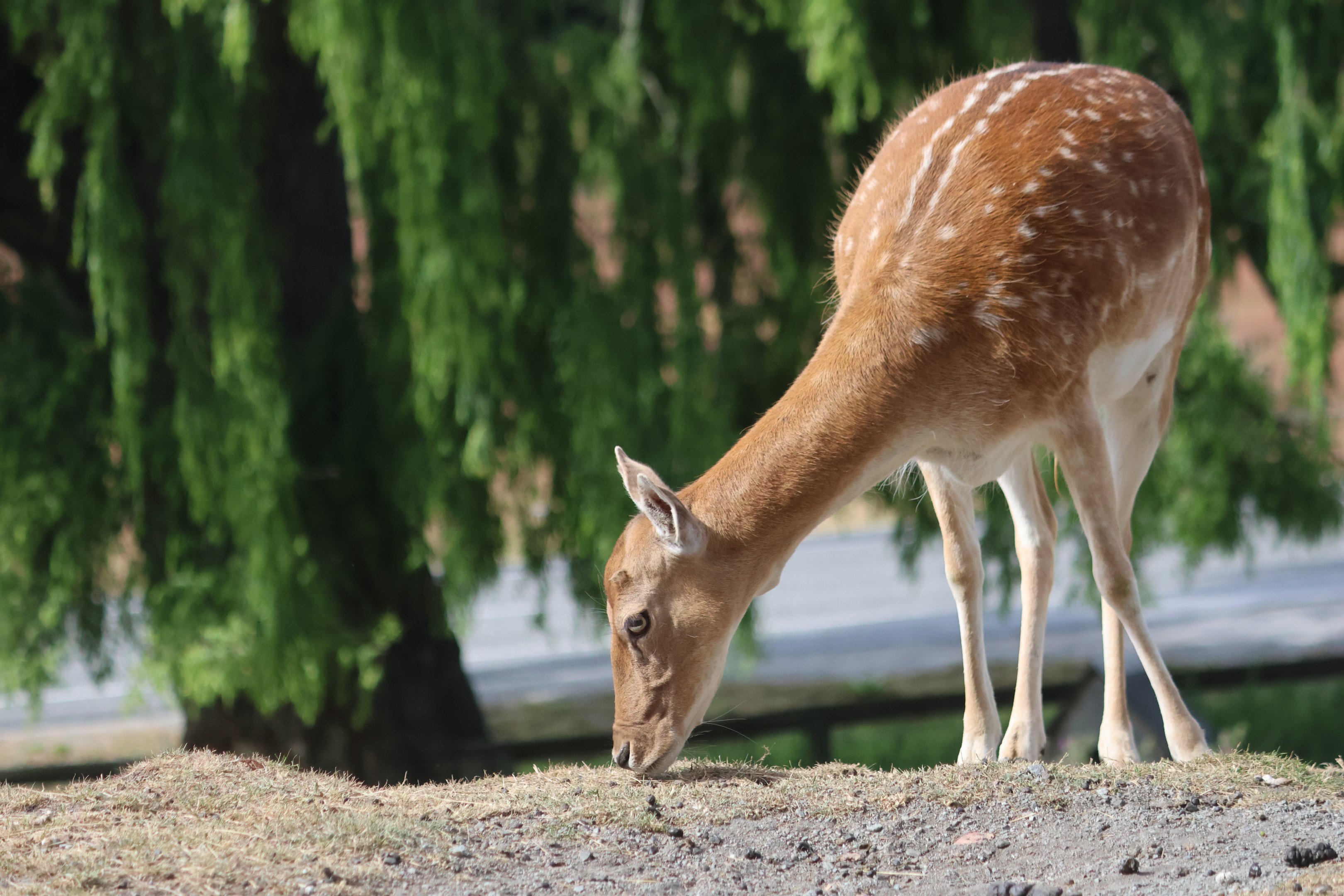 European Fallow Deer (Dama dama), petting zoo at Remarkable Vets Arrowtown