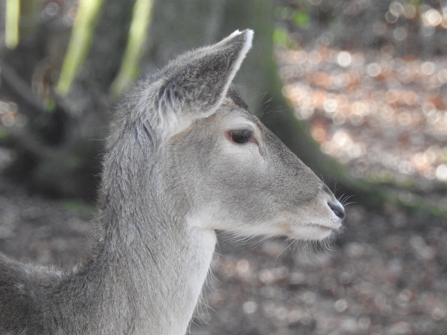 European Fallow Deer (Dama dama)