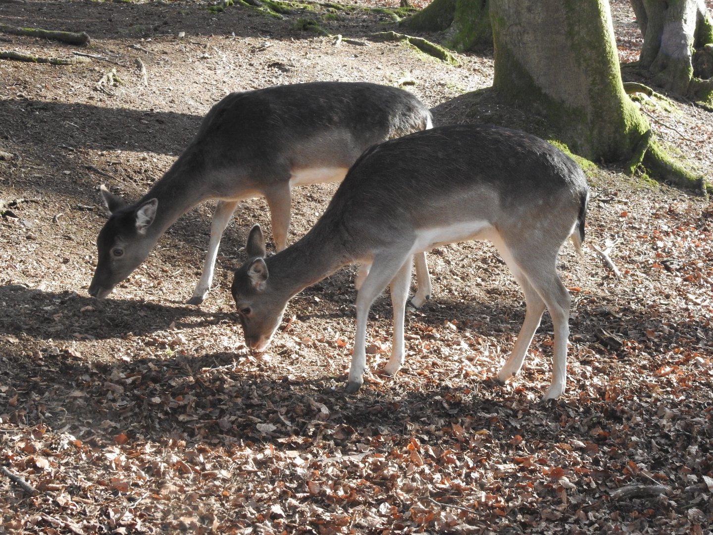 European Fallow Deer (Dama dama)