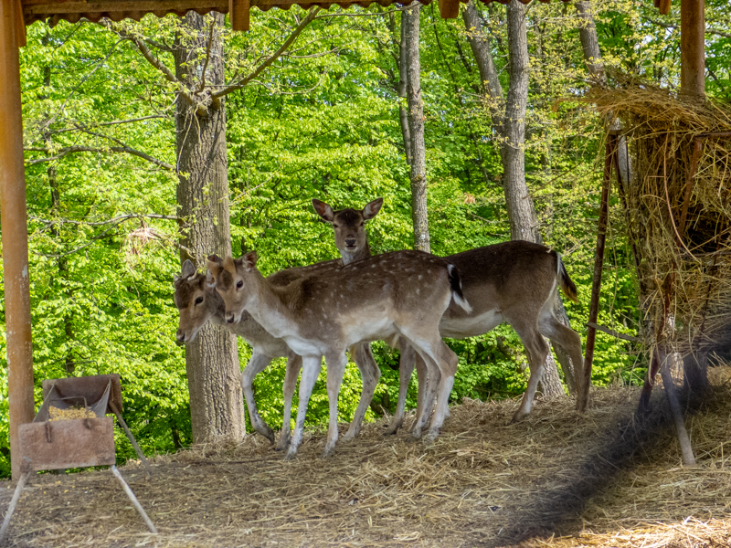 European fallow deer (Dama dama)