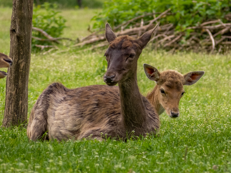 European fallow deer (Dama dama)