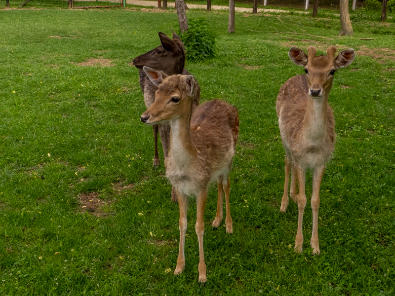 European fallow deer (Dama dama)