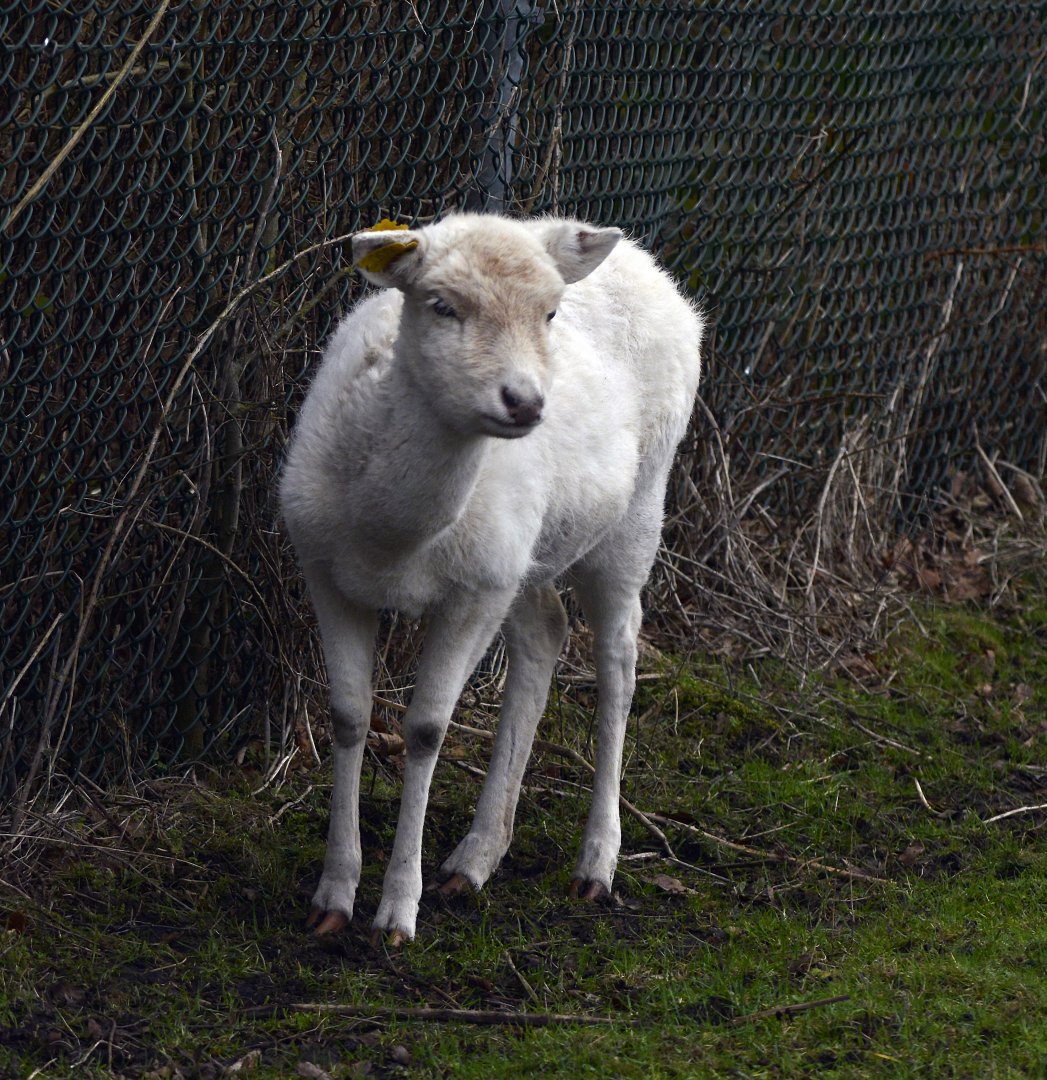 European fallow deer (Dama dama).