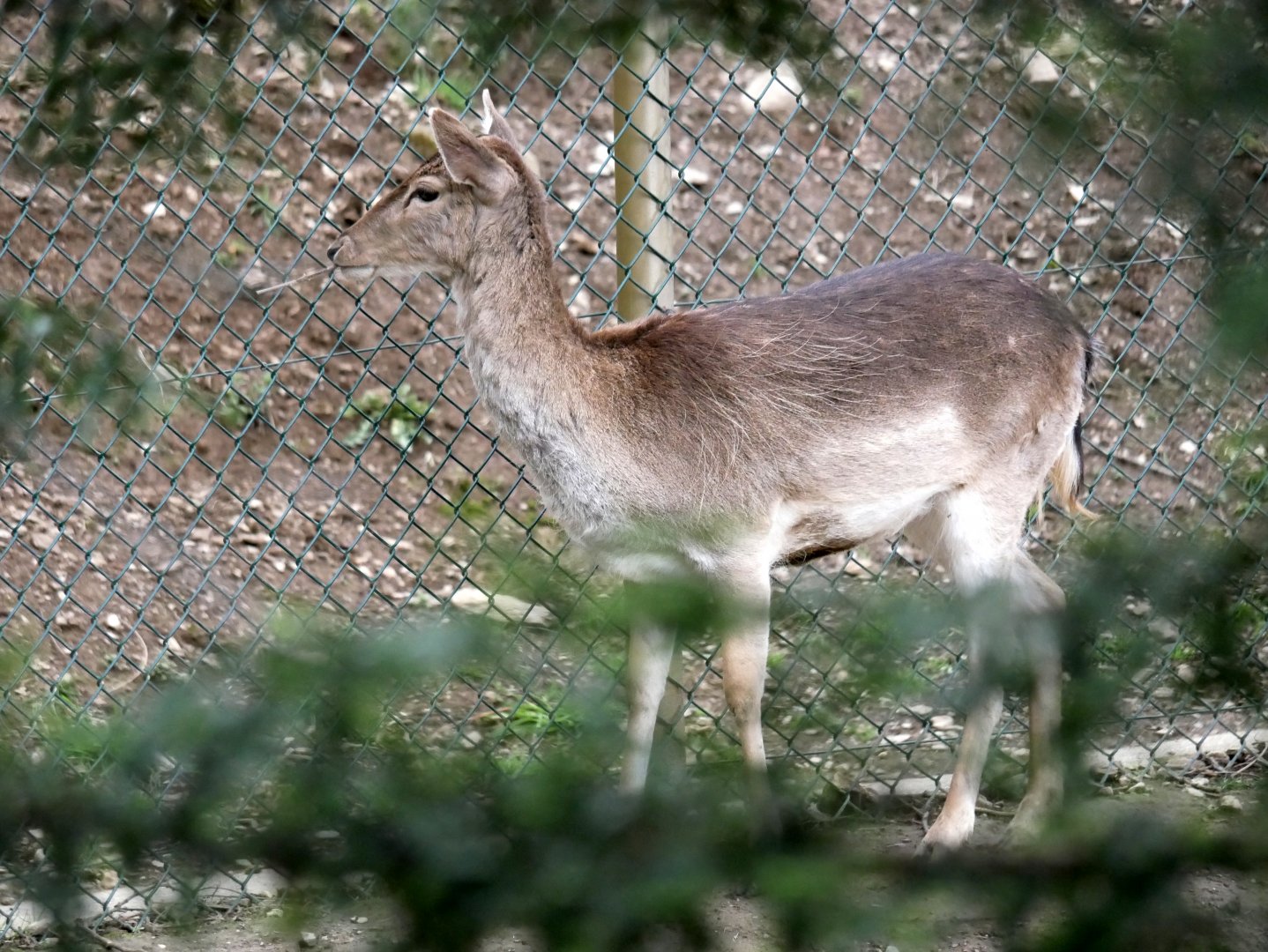 European fallow deer (Dama dama)