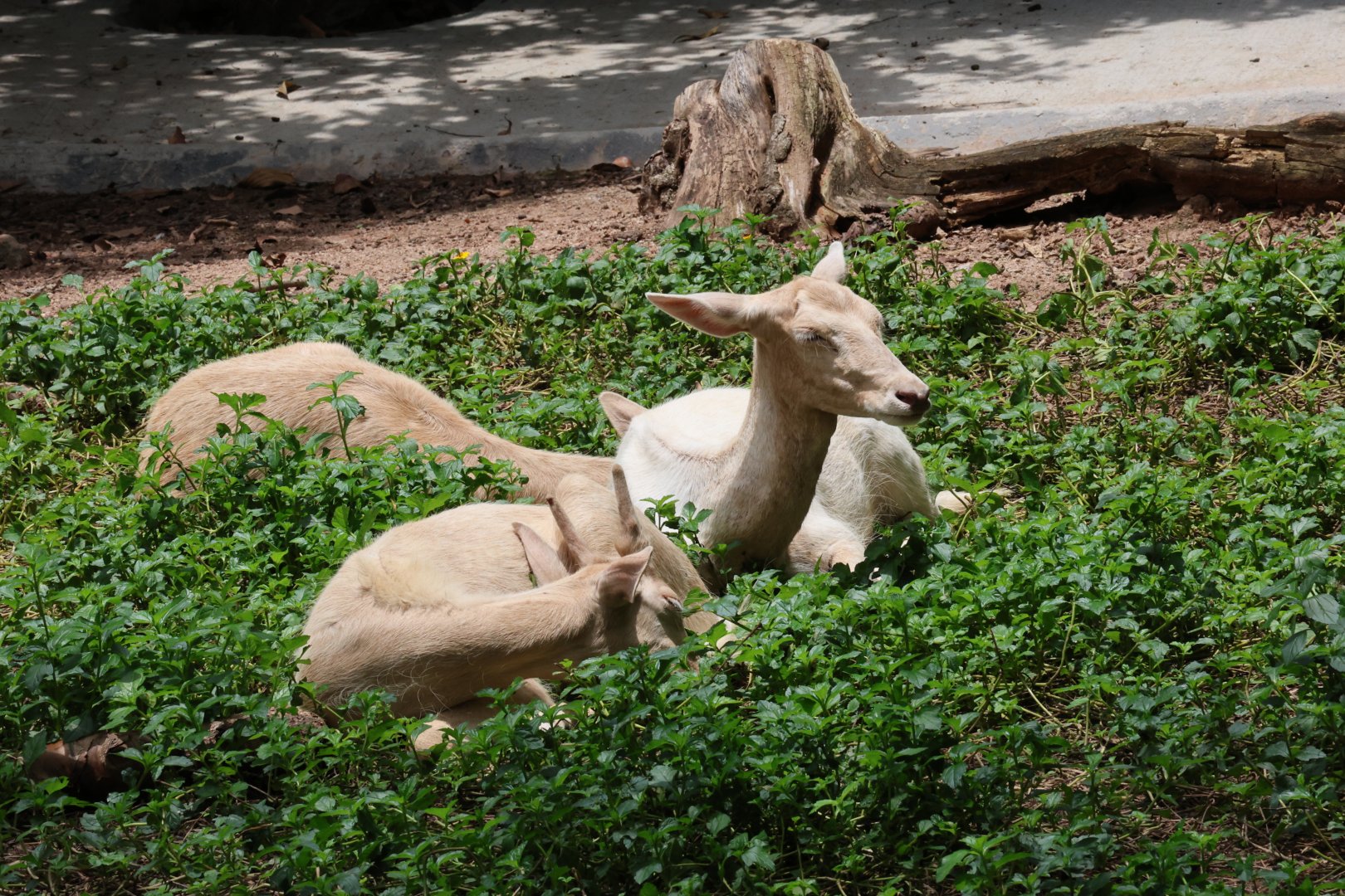 European fallow deer (Dama dama)
