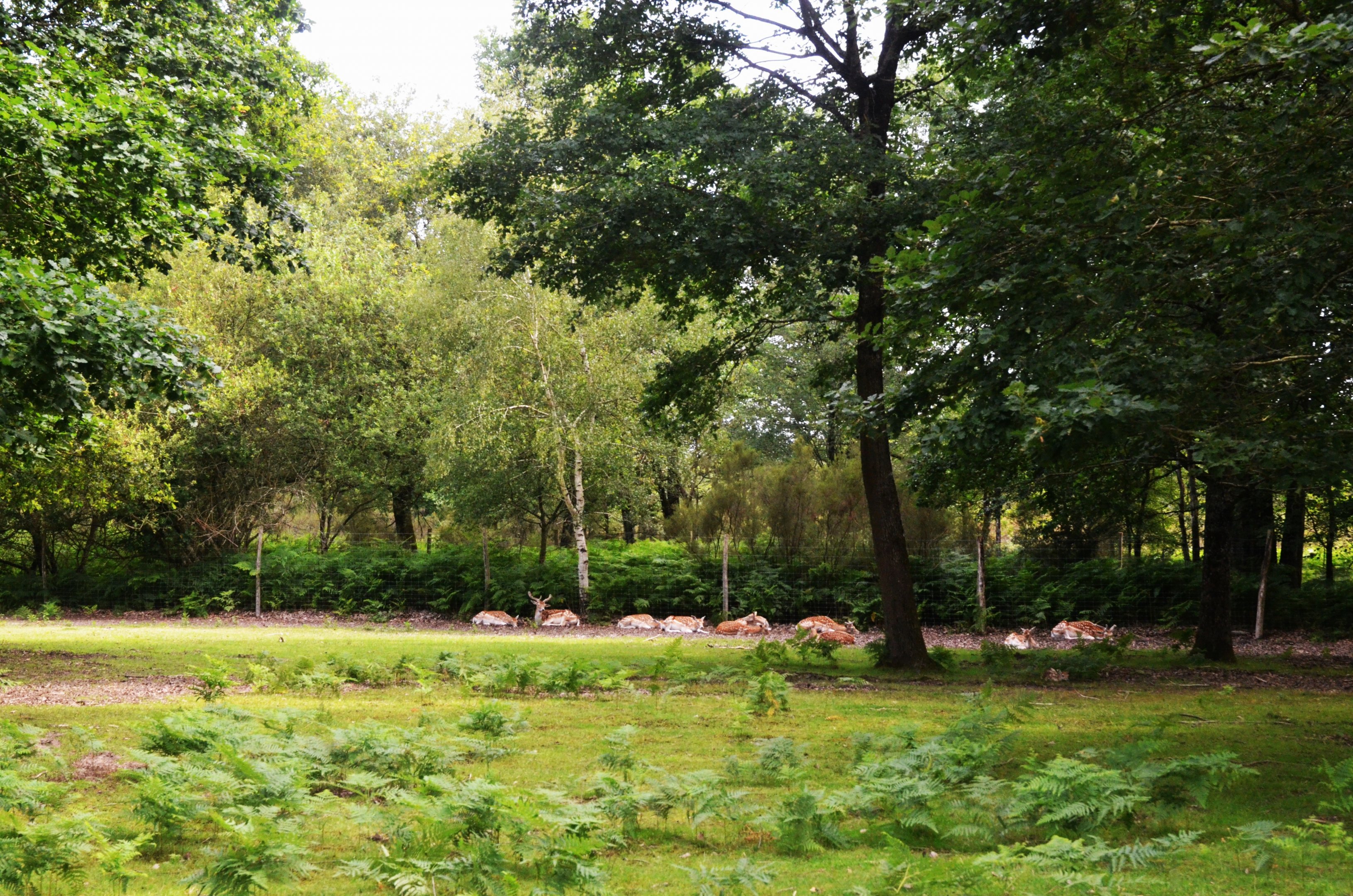 European Fallow Deer Drive-through at Haute-Touche, 14/06/18