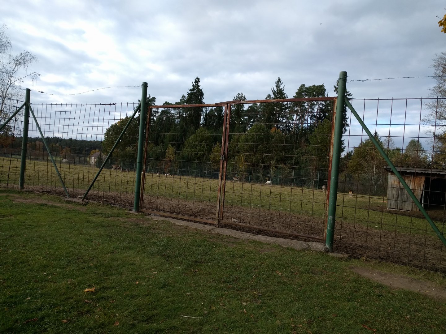 European Fallow Deer Enclosure