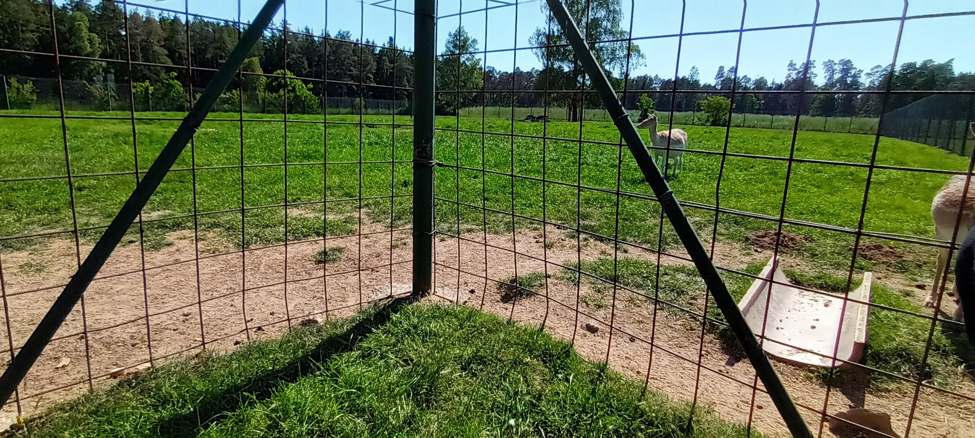 European fallow Deer Enclosure