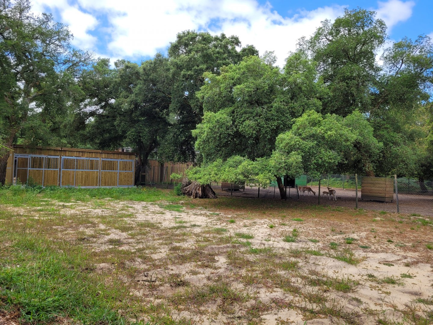 European fallow deer exhibit expansion and new stables -Zoo de Labenne (2024)