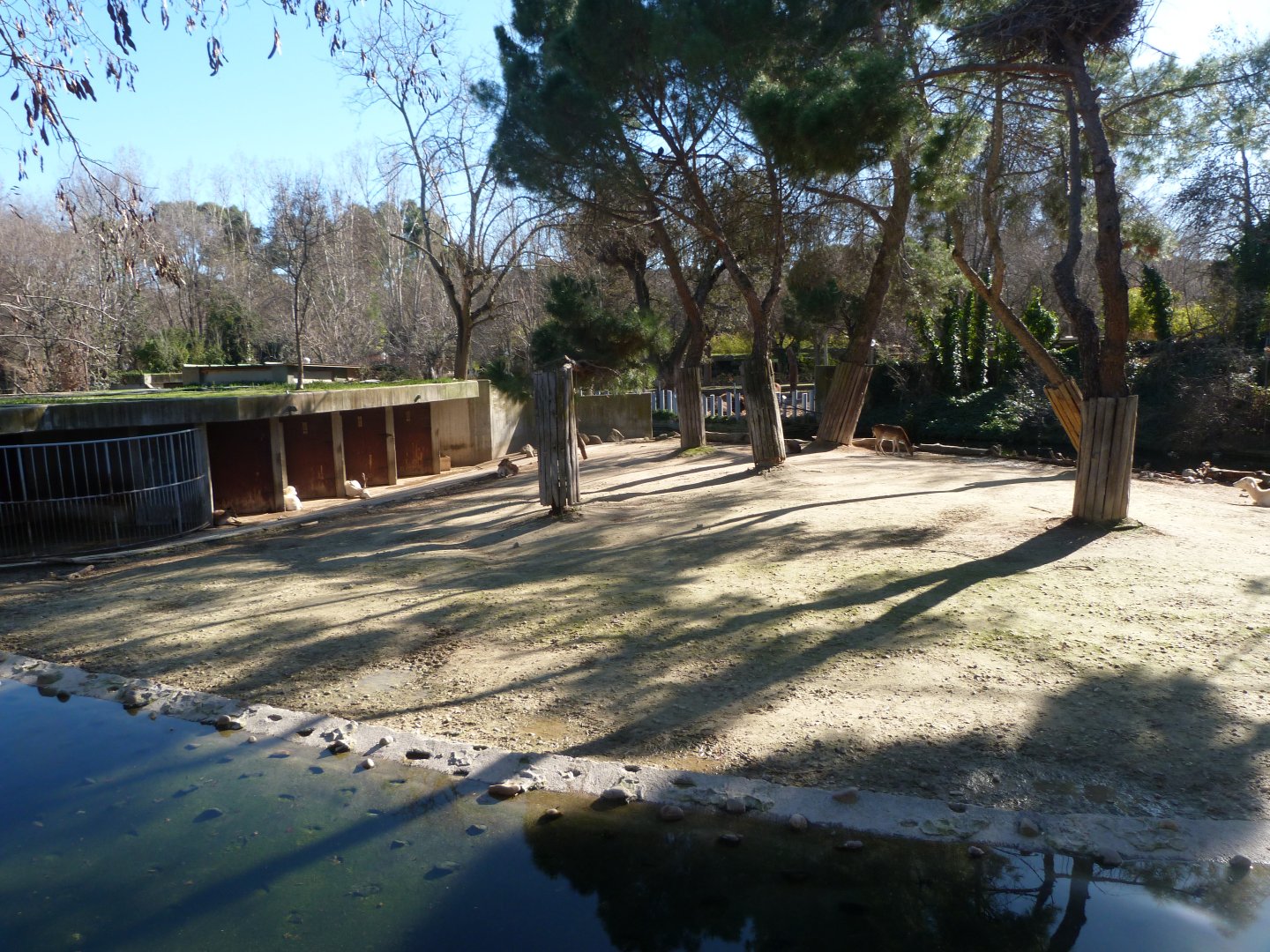 European fallow deer exhibit -Zoo Aquarium de Madrid (2025)
