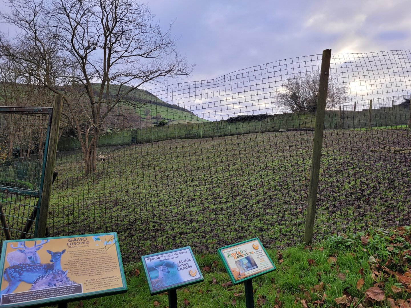 European fallow deer exhibit -Zoo de Santillana del Mar (2023)