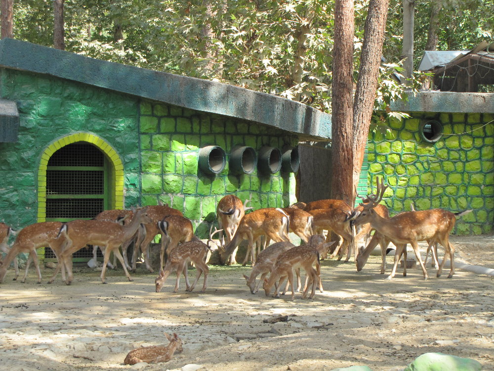 European fallow deer  Exhibit