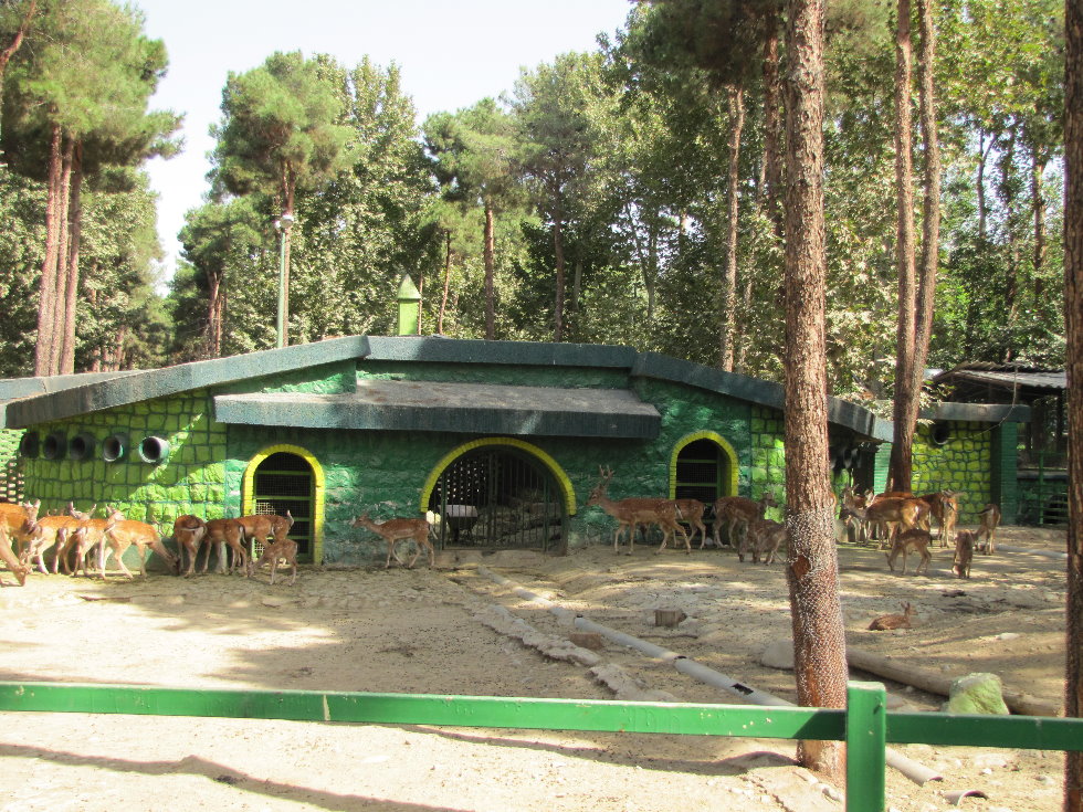 European fallow deer  Exhibit