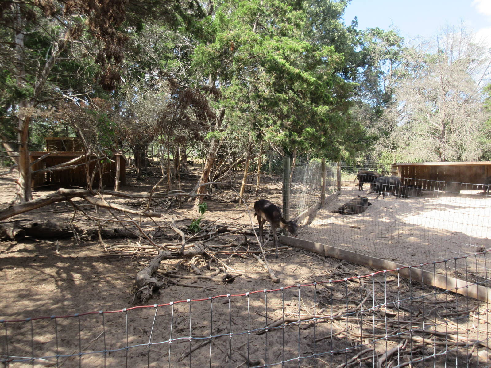 European Fallow Deer Exhibit