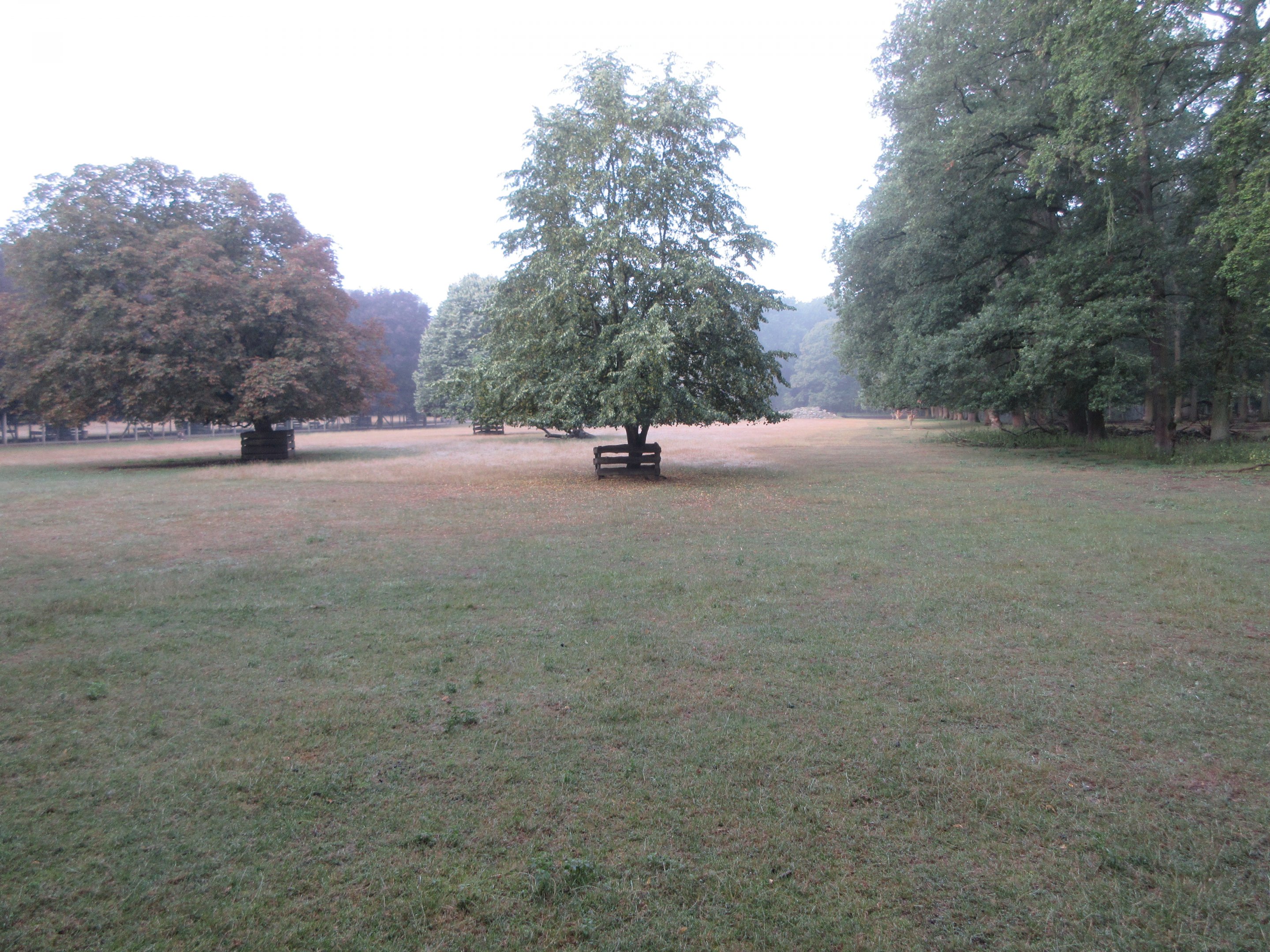 European Fallow Deer Exhibit