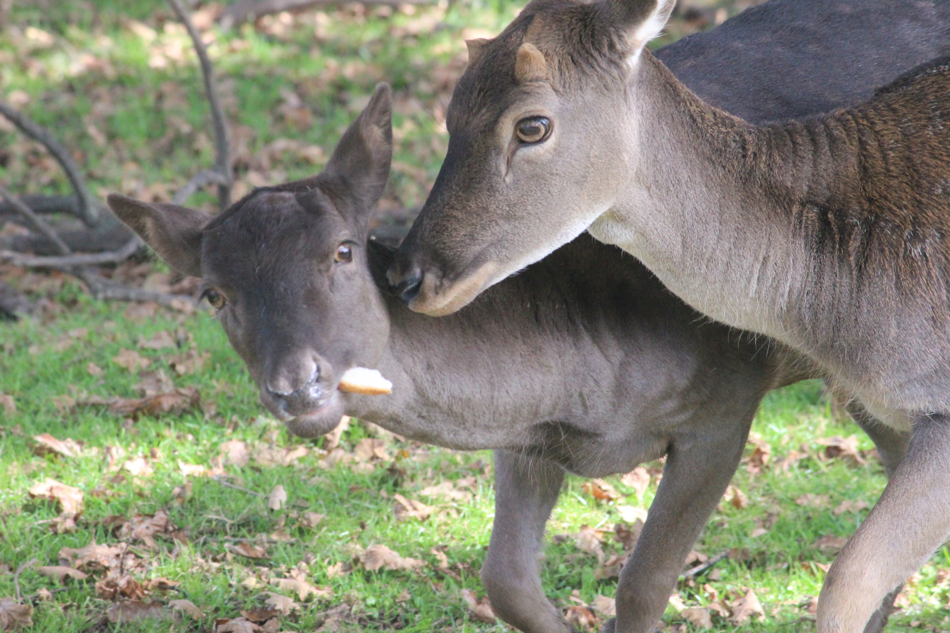 European Fallow Deer feeding dispute, The Deer Story Museum & Café