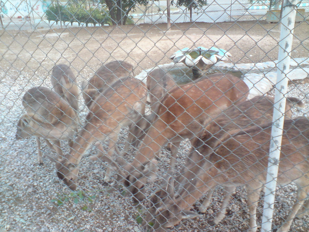European fallow deer Group 2