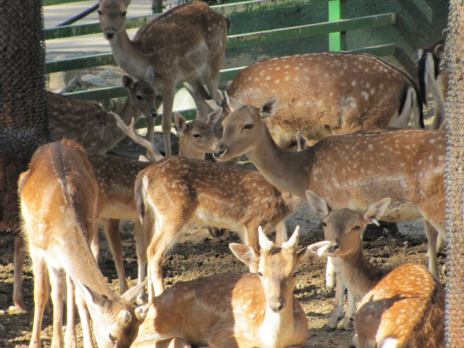European fallow deer group(tehran zoo)