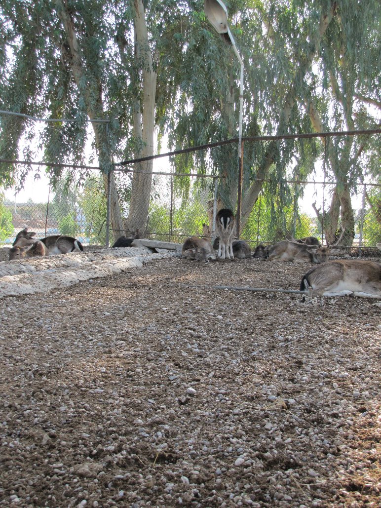European fallow deer Group