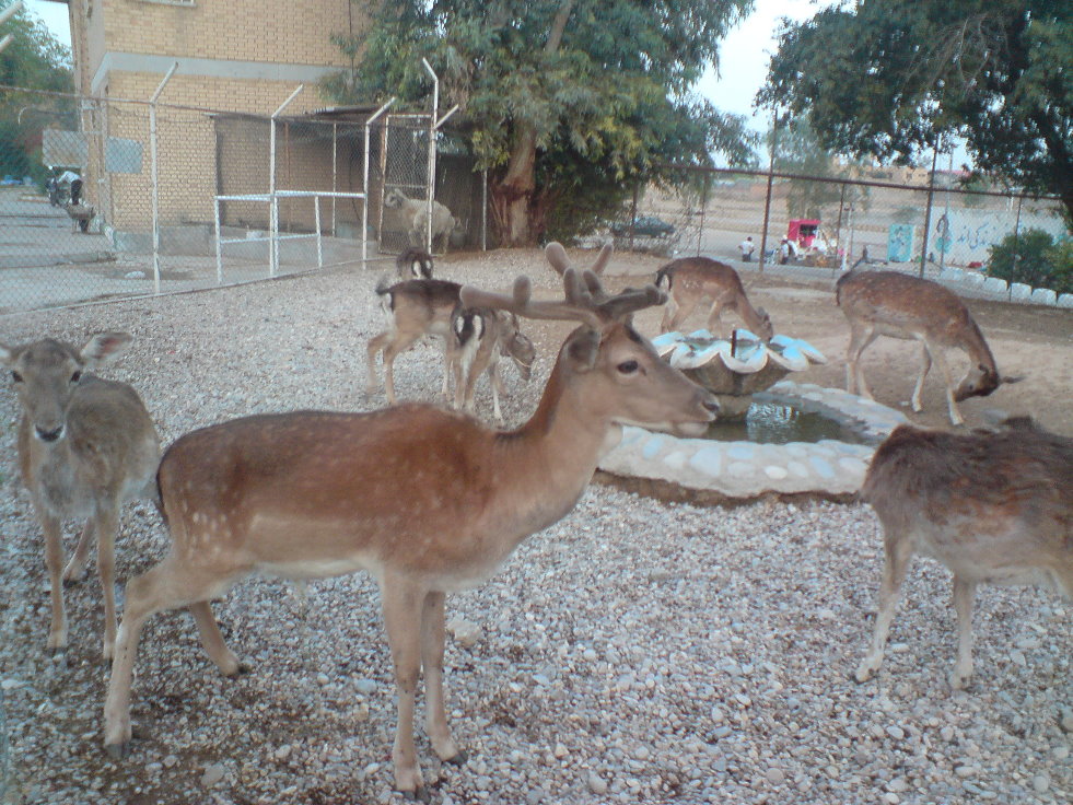 European fallow deer Group1