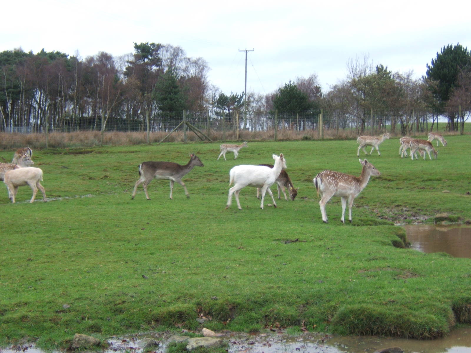 European Fallow deer in 3 different colour morphs