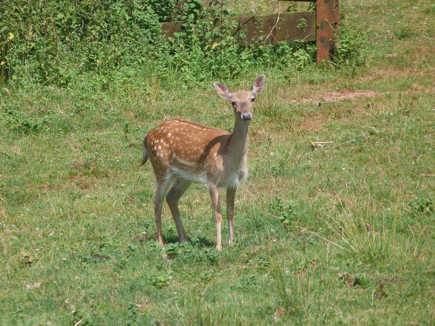 European fallow deer -Parque de la Naturaleza de Cabárceno (2025)