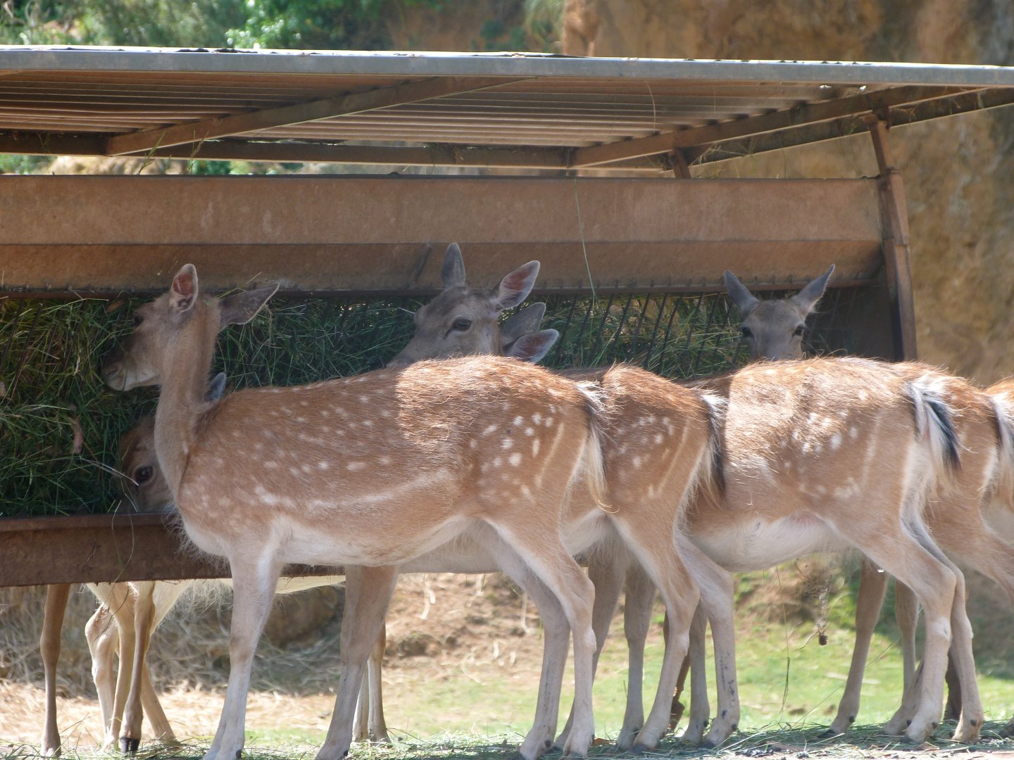 European fallow deer -Parque de la Naturaleza de Cabárceno (2025)