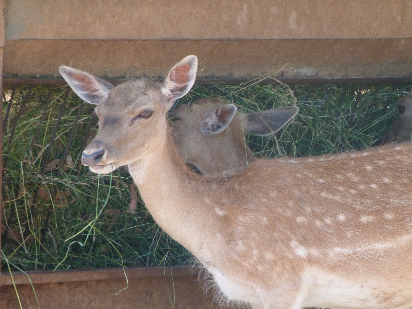 European fallow deer -Parque de la Naturaleza de Cabárceno (2025)