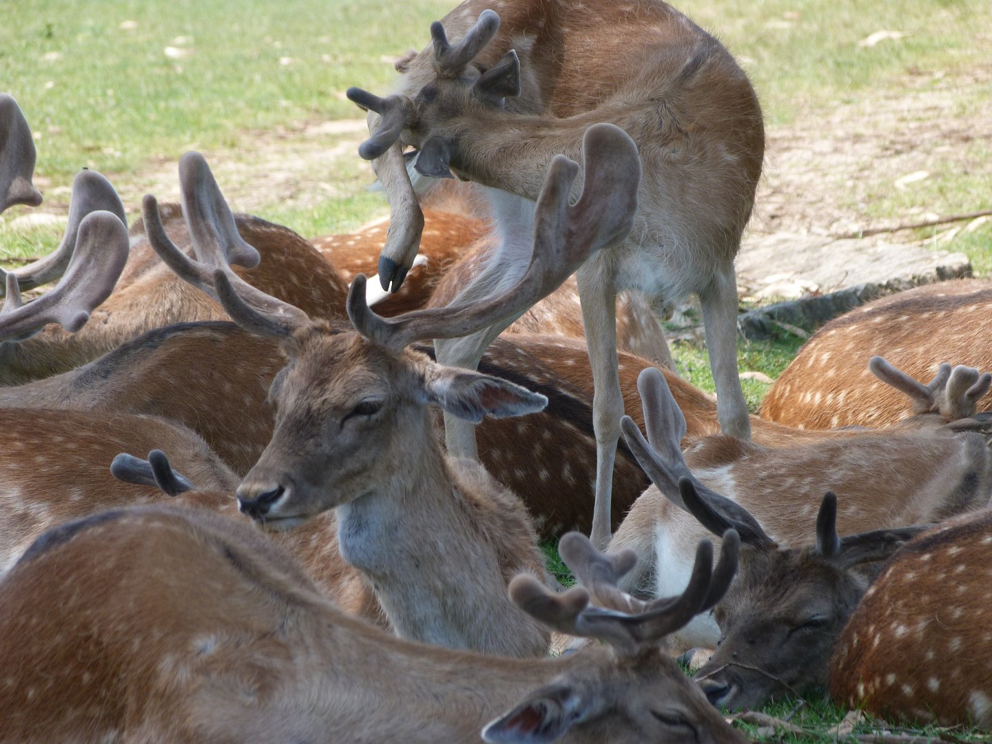European fallow deer -Parque de la Naturaleza de Cabárceno (2025)