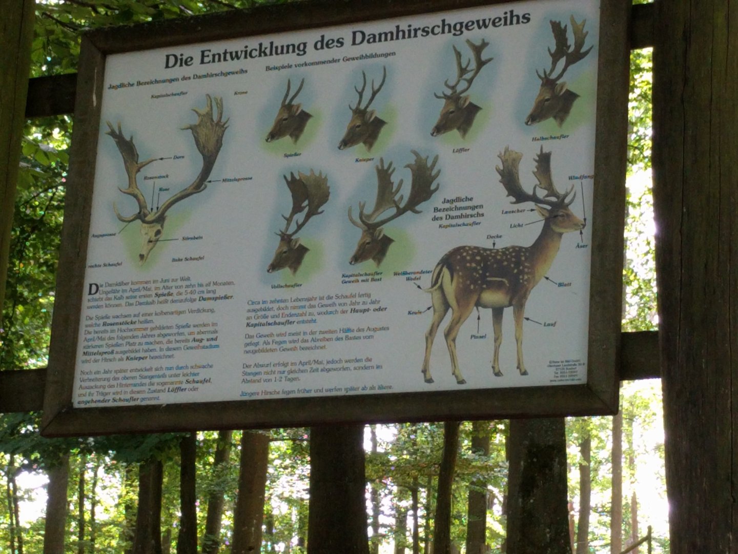 European Fallow Deer Signage