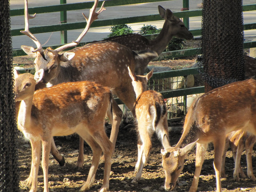 European Fallow deer(tehran zoo)