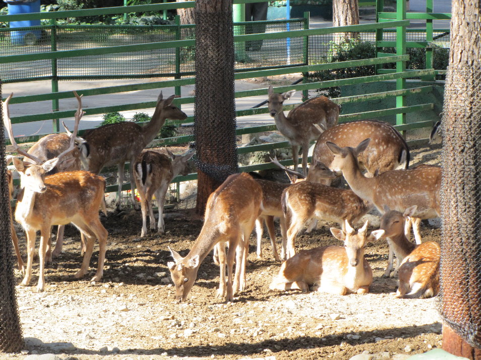 European Fallow deer(tehran zoo)