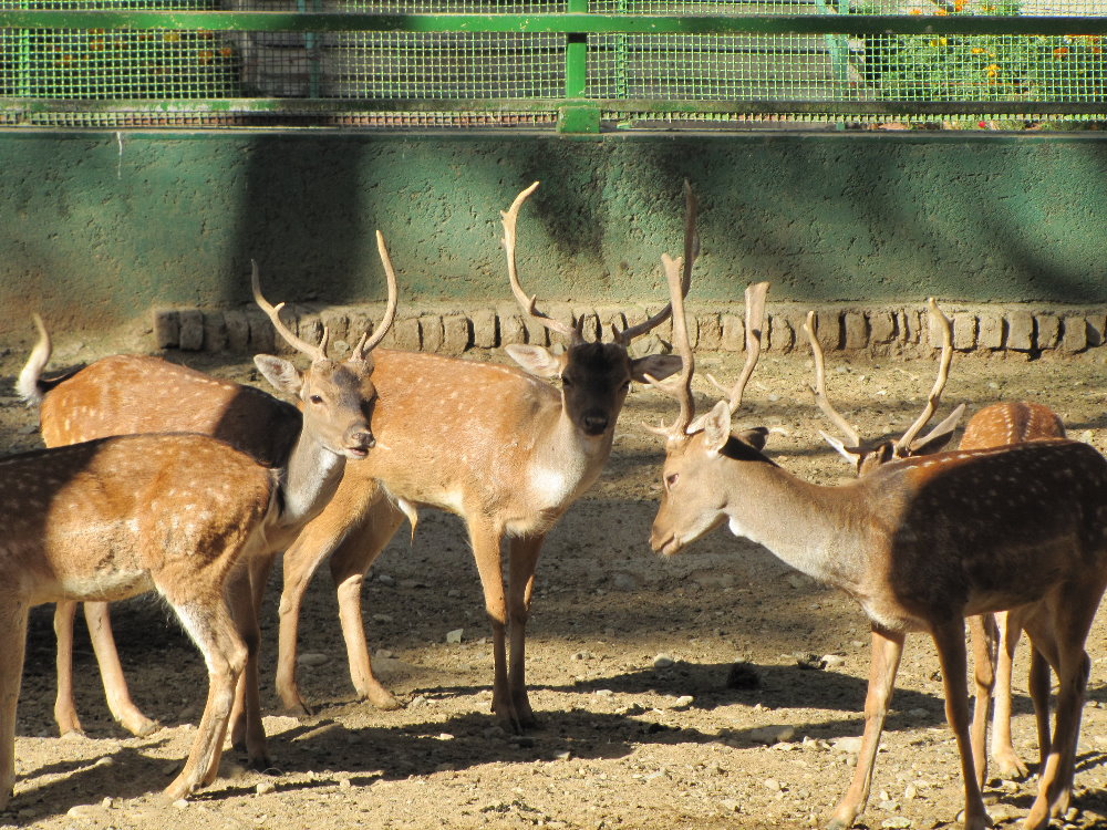 European Fallow deer(tehran zoo)