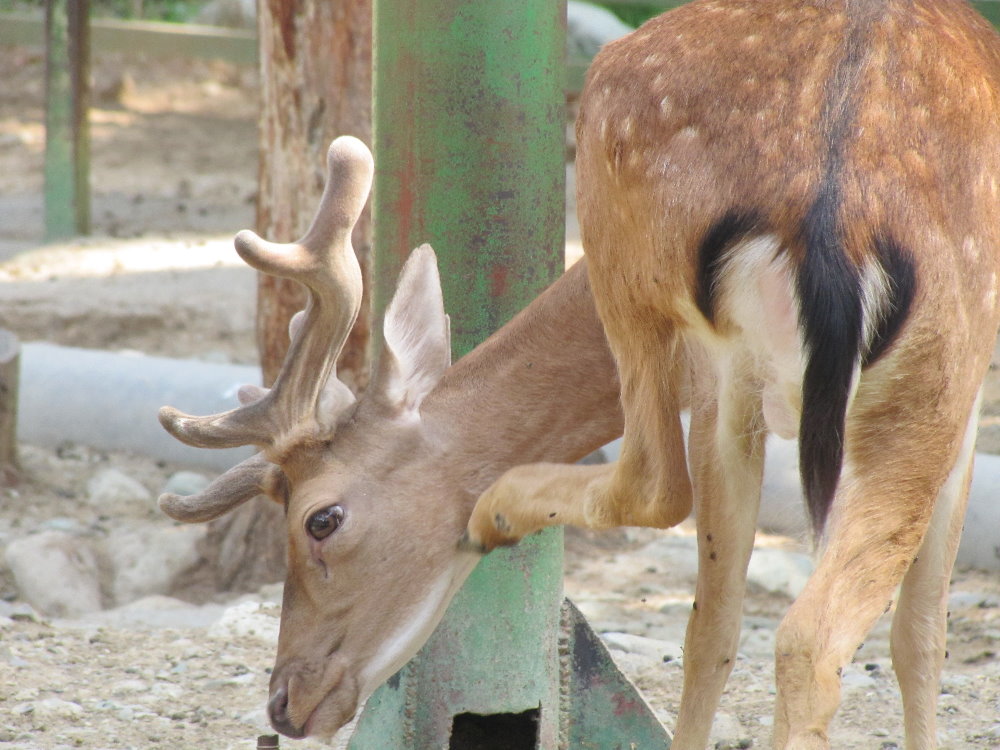 European Fallow deer(tehran zoo)