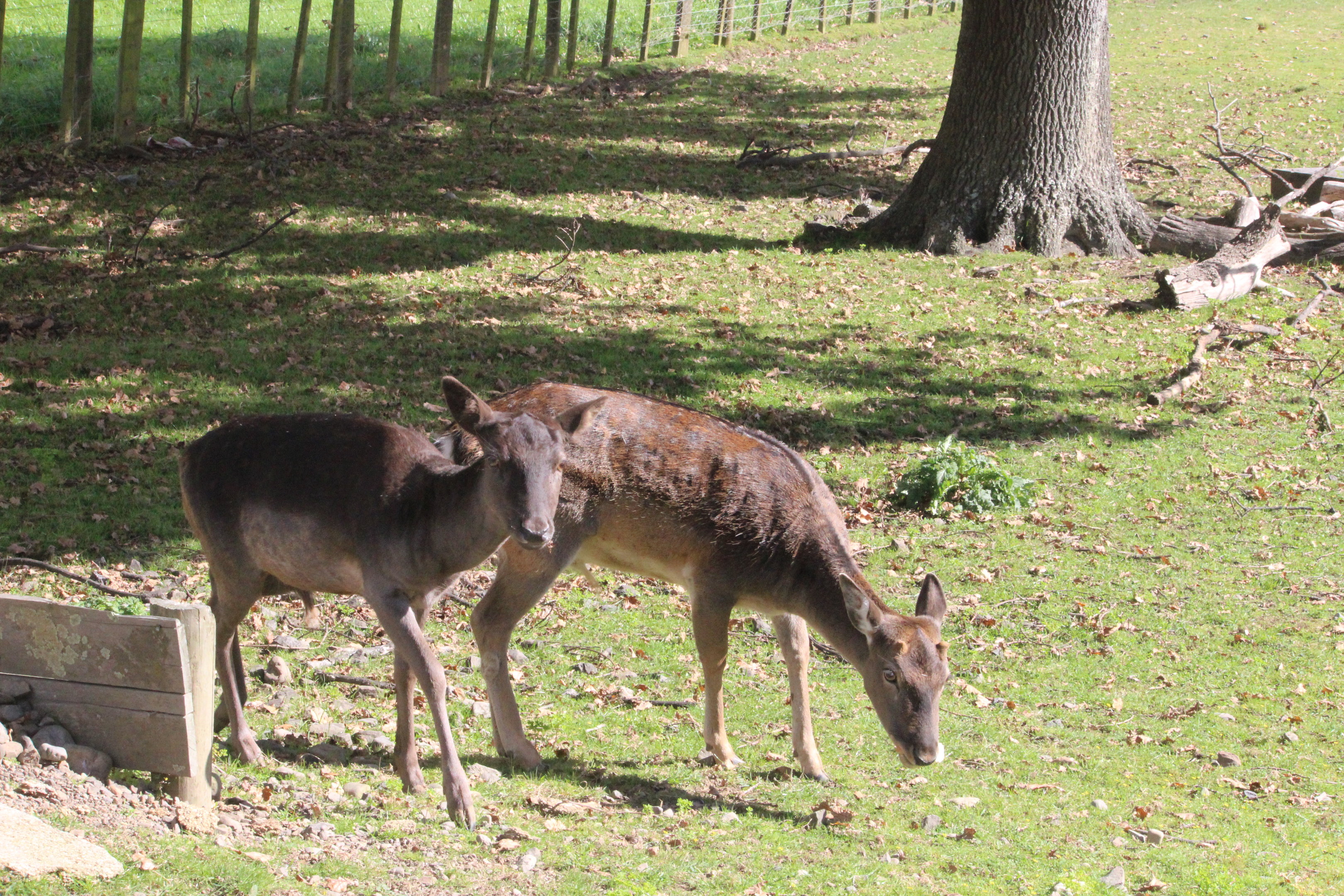 European Fallow Deer, The Deer Story Museum & Café