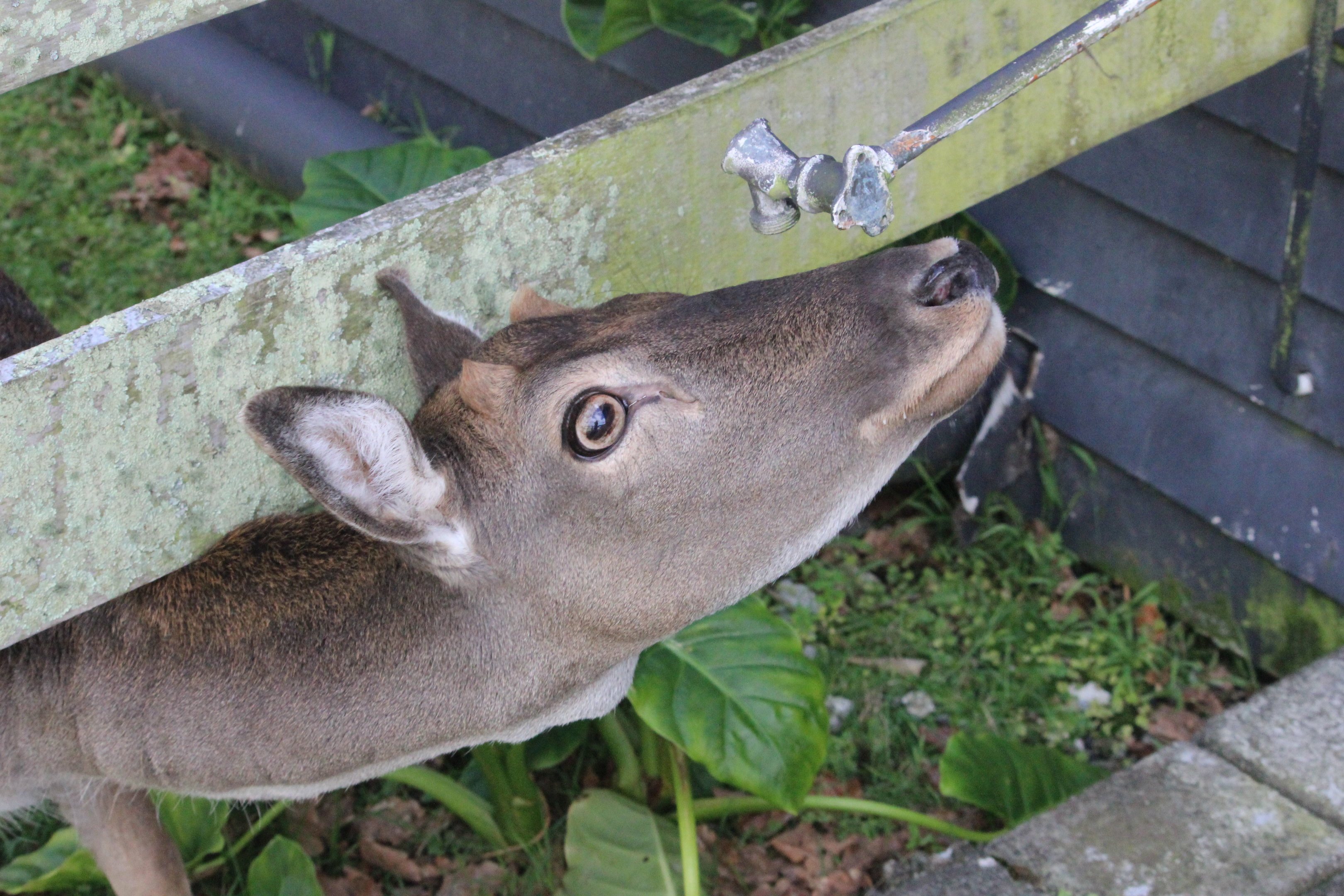 European Fallow Deer, The Deer Story Museum & Café