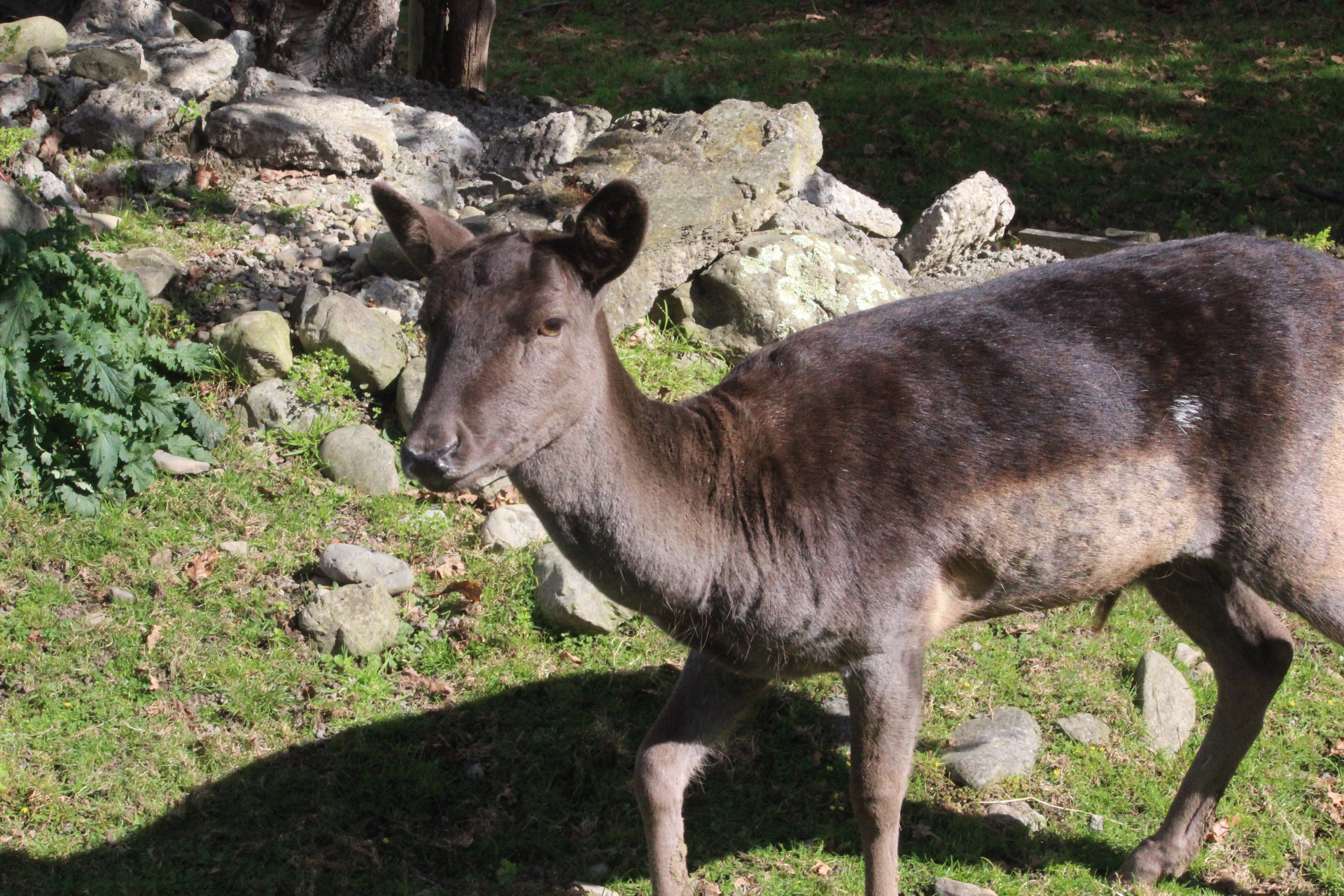 European Fallow Deer, The Deer Story Museum & Café