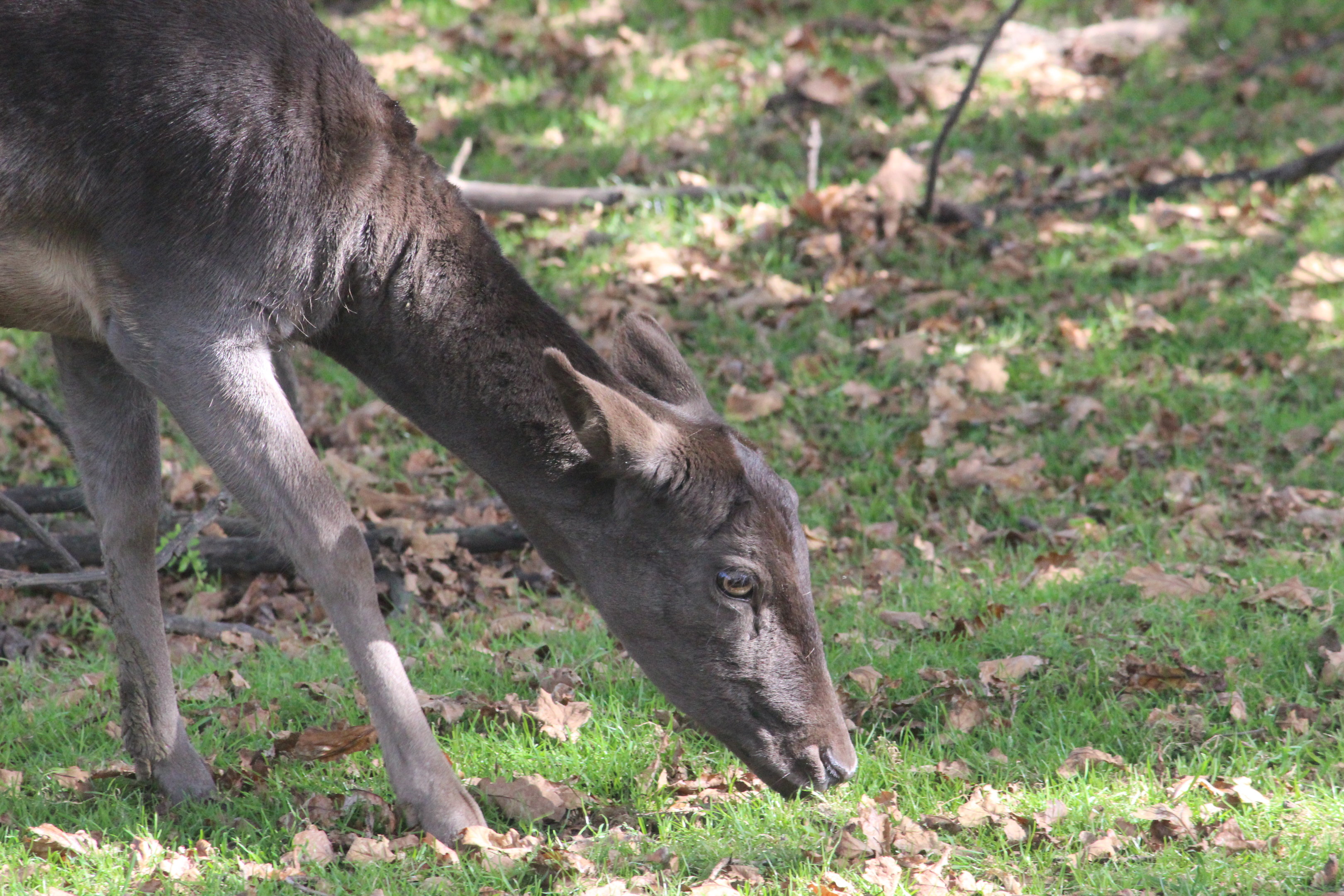 European Fallow Deer, The Deer Story Museum & Café