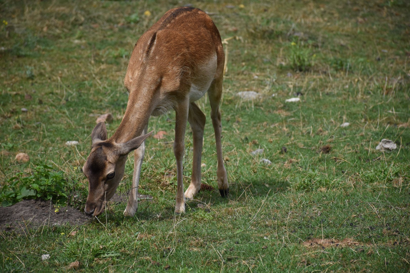 European fallow deer - Tierpark Germendorf/Eichholz