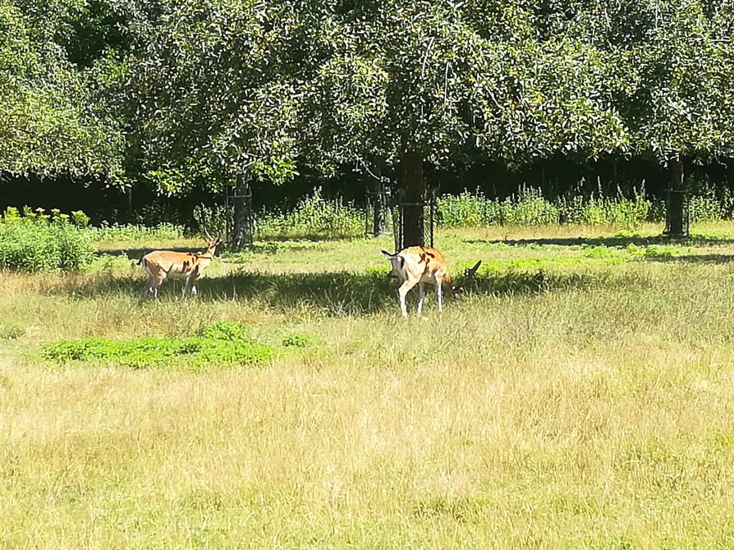 European fallow deer  Walk through Enclosure