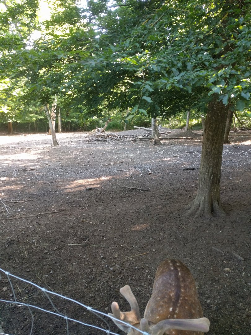 European fallow deer Walk through Enclosure